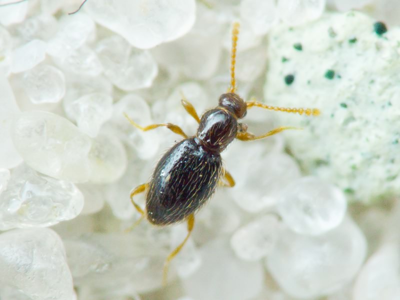 Scydmaenidae Leach, 1815